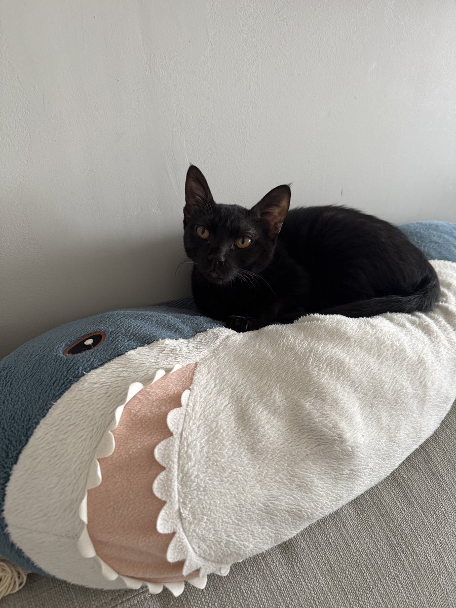 Моцкинская Панда 🇮🇱 tweet media