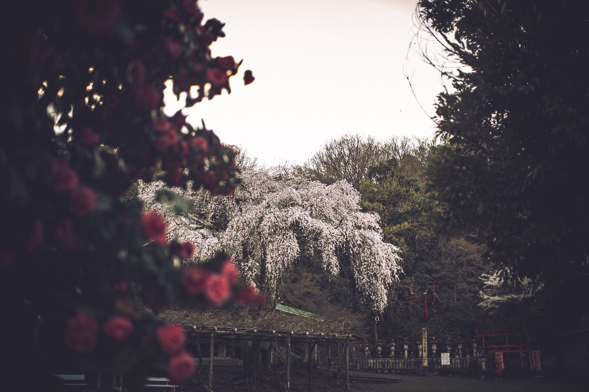 Ｙ. / Yoshimi tweet media