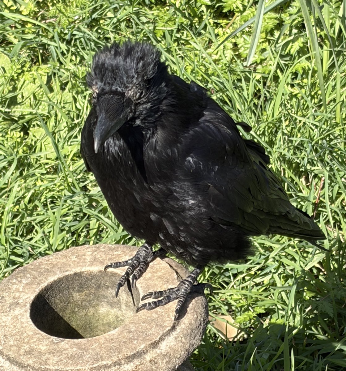 The Brompton Bunch tweet media