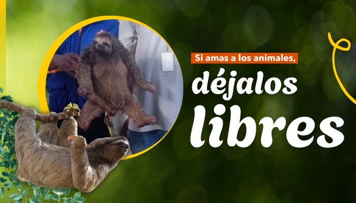 CODECHOCÓ tweet media