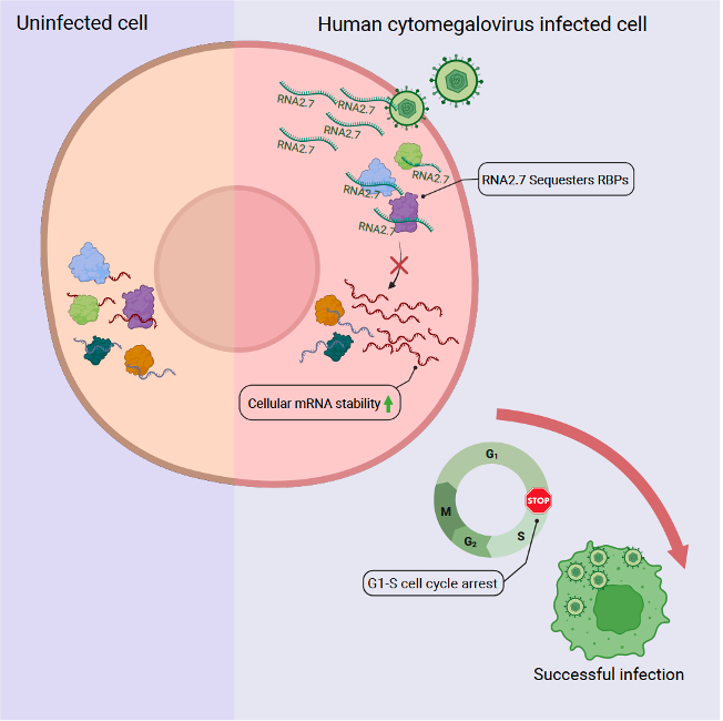SGinossarLab's tweet photo. We are excited to share our new paper in Molecular Cell uncovering how the viral lncRNA RNA2.7 reshapes host cell biology!

https://t.co/n8X3Z2BXZE

A thread 🧵 https://t.co/yMOnu96FvG