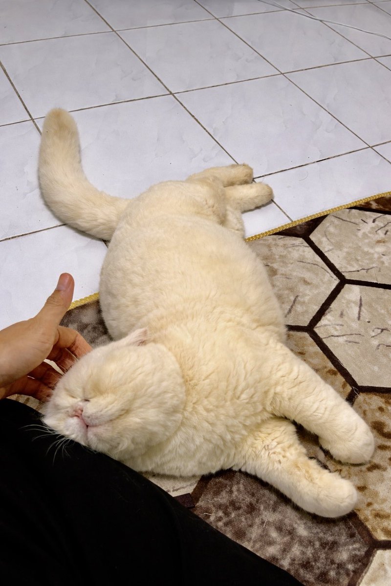 𝙠𝙚𝙧𝙞𝙩𝙞𝙣𝙜𝙧𝙖𝙢𝙗𝙪𝙩 𐂂 tweet media