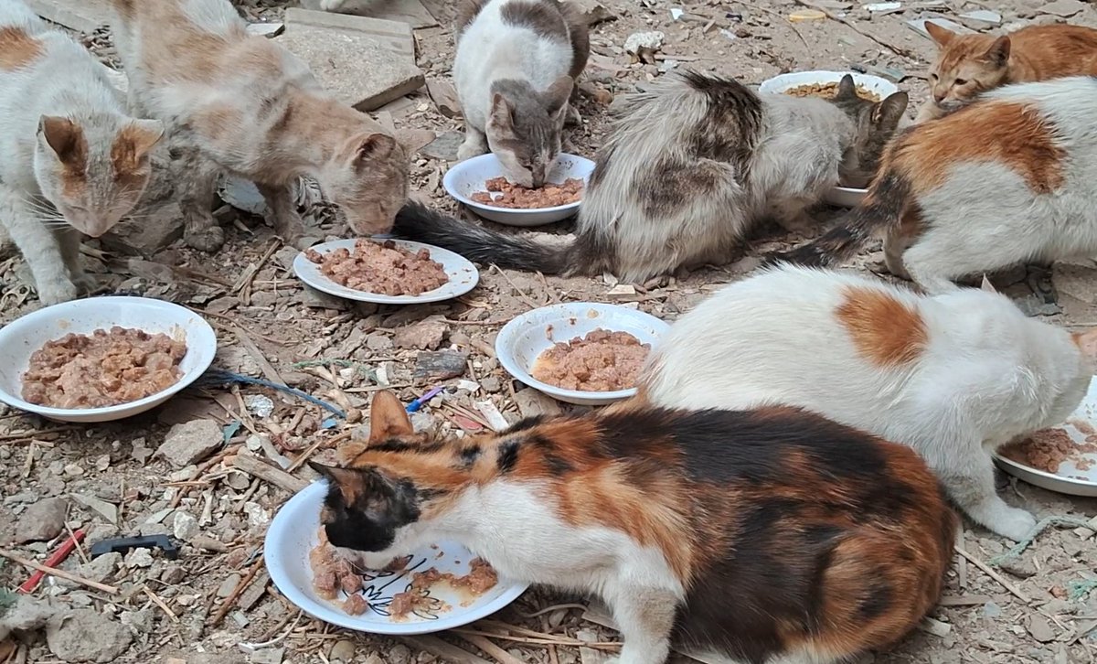 Animal Friends Shelter tweet media