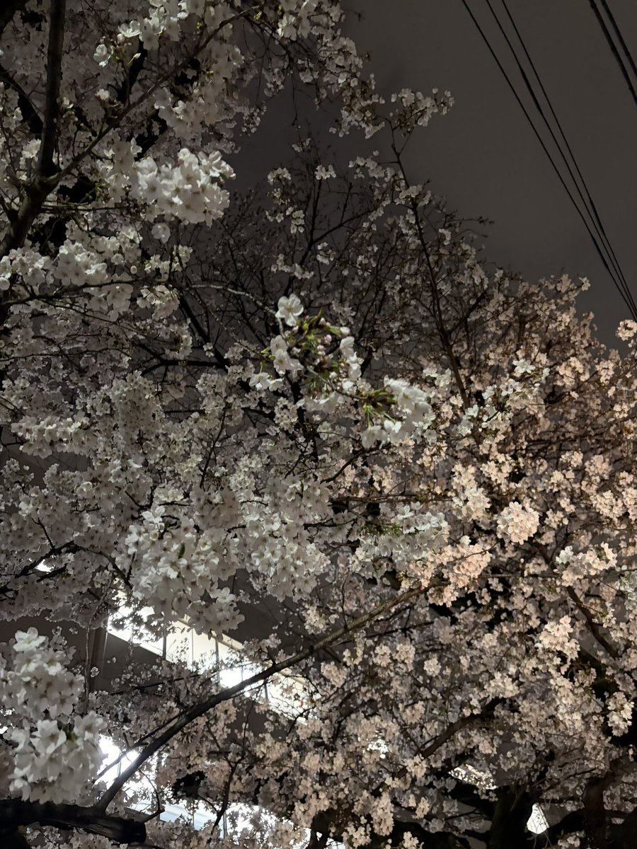 pp411m's tweet photo. 桜が咲いたら良さげ〜と思っていた本日のリハ会場🌸

本日も色々試しつつ
1人ド��バタと汗だくよ、おーん

Theater Reminiscence
「料理人」
作◎岸田理生
演出◎笹森幸

6月27日（土）19:00
6月28日（日）14:00／19:00
7月4日（土）14:00／19:00(料理付きプレミアム回🍖)

●会場
BIRTH LAB 麻布十番 https://t.co/EhRP65Yksw