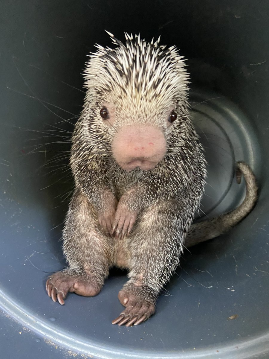 Tengen 💎 tweet media