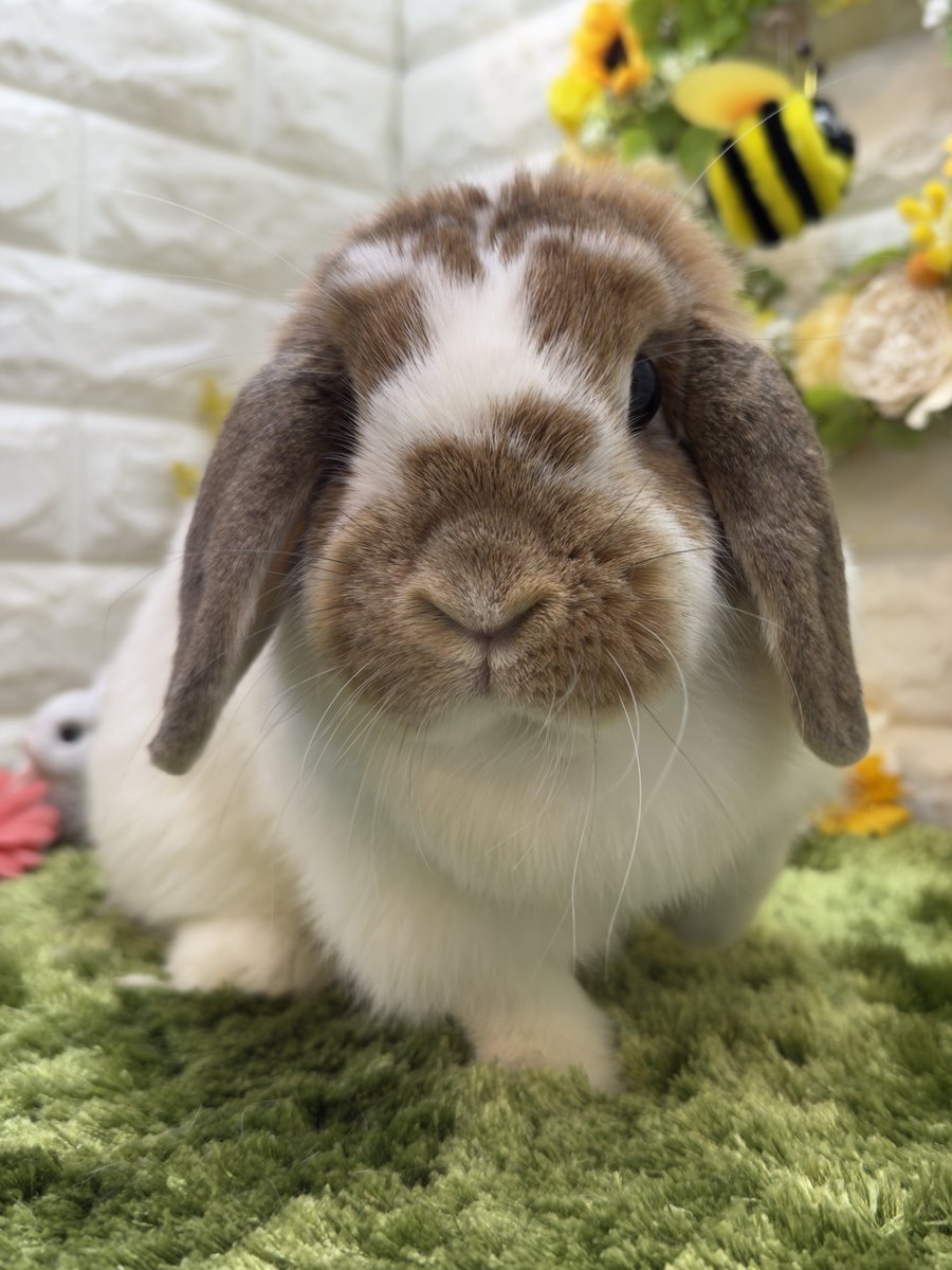 アルテミス＠hobby tweet media