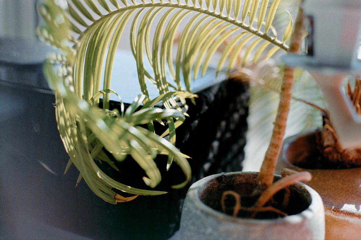 小豆 azuki tweet media