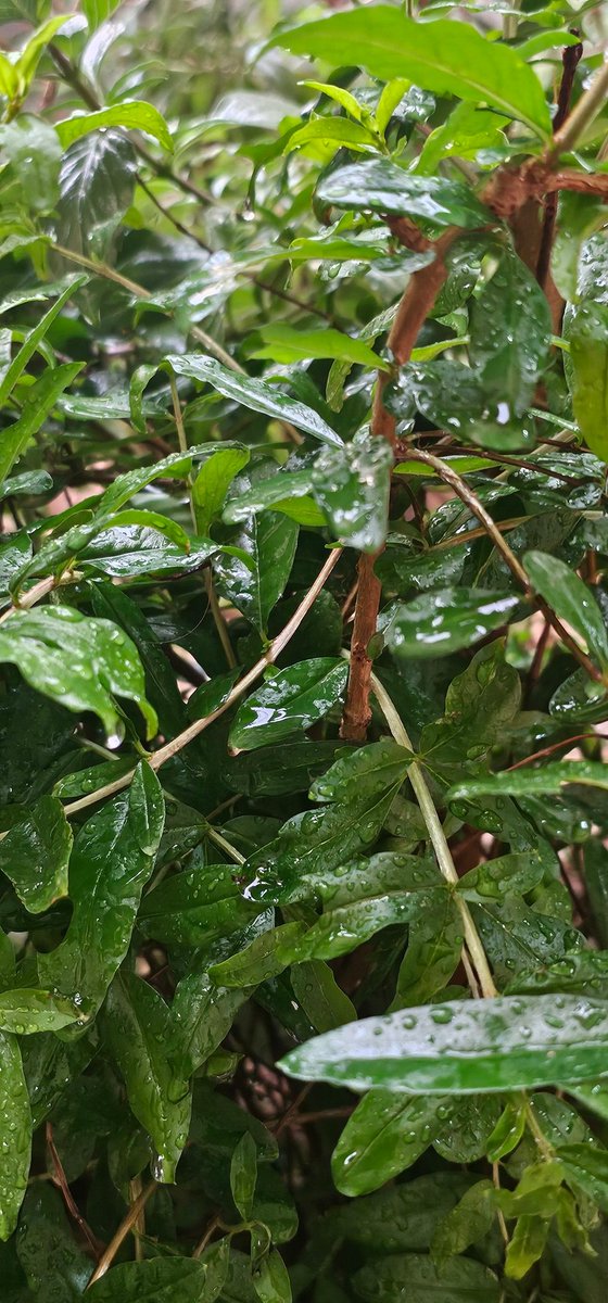 فاطمه tweet media