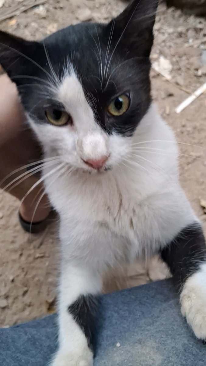 Animal Friends Shelter Gaza tweet media