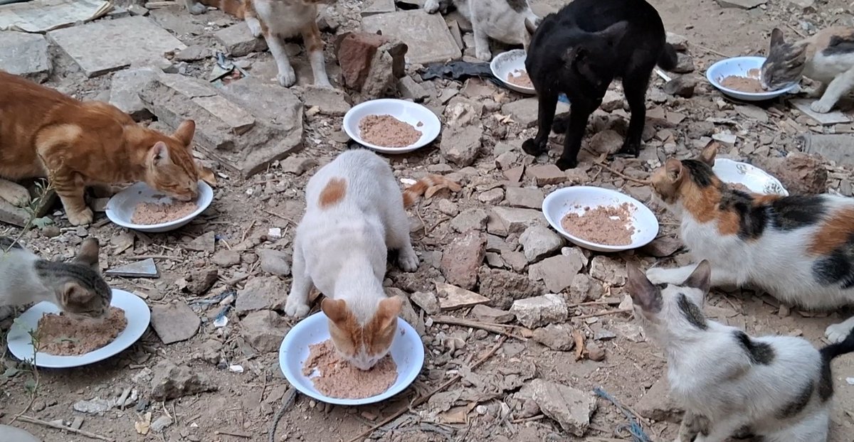 Animal Friends Shelter Gaza tweet media