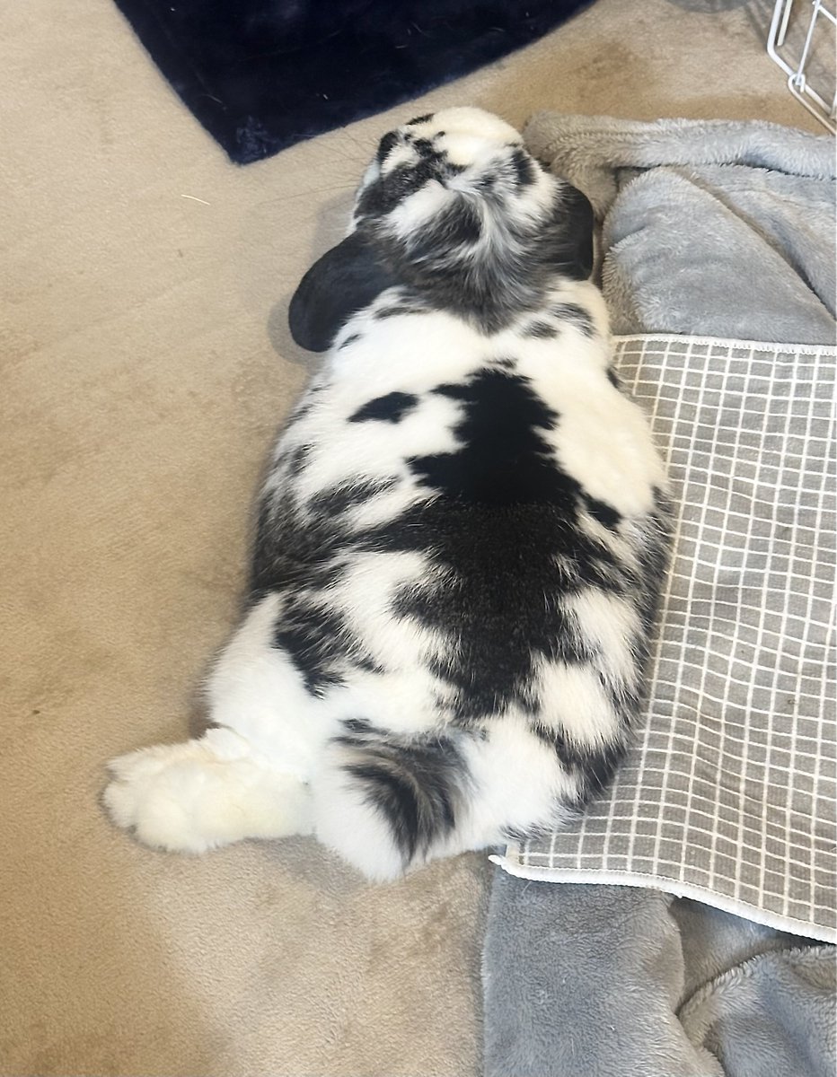 うさぎのバズ🐰I am Buzz tweet media