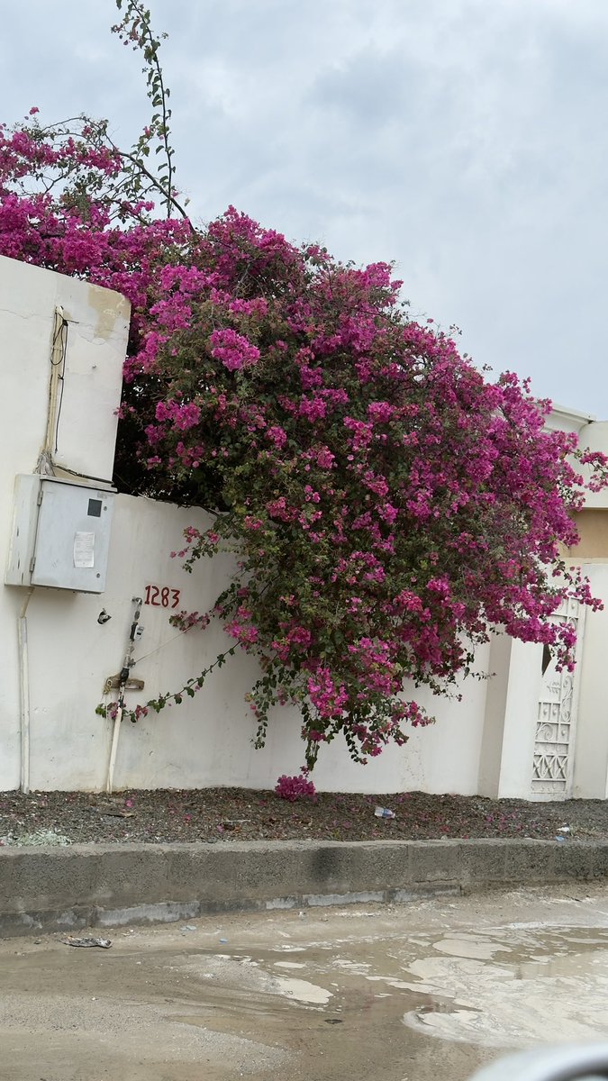 للــر•حـ«‘ـيـل•حـكـ »ـايـ•ـآت tweet media