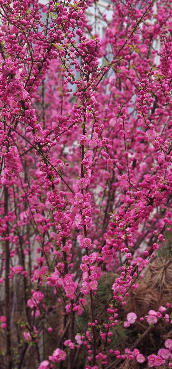 ʚ🤍YumeliaVT💜ɞ | Artist · VTuber tweet media