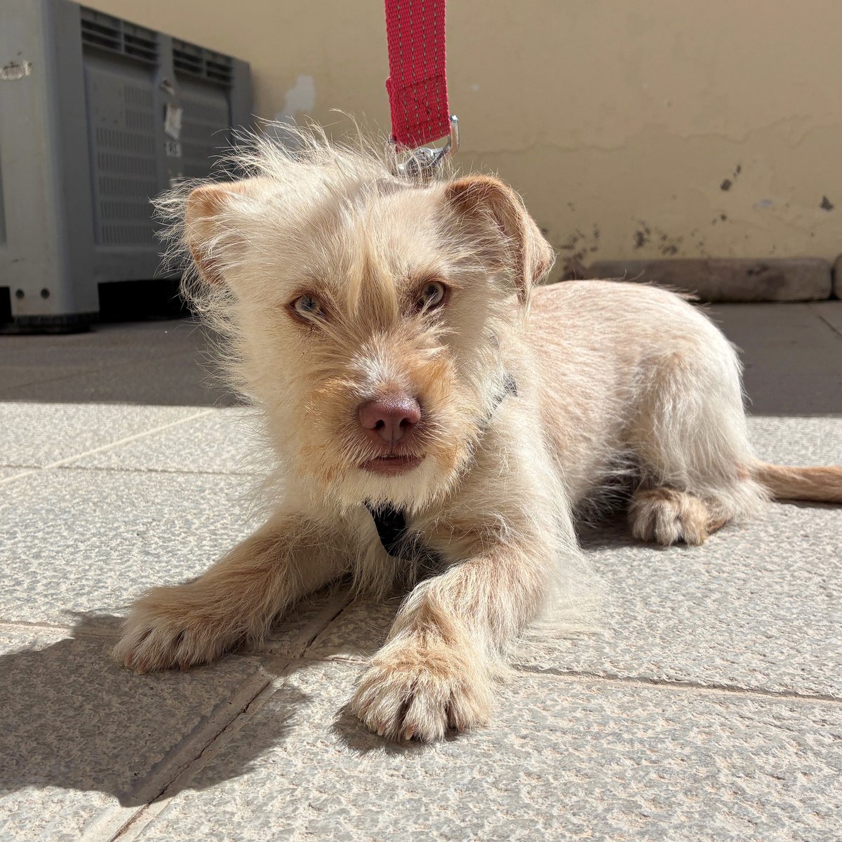 El Refugi dels Peluts tweet media