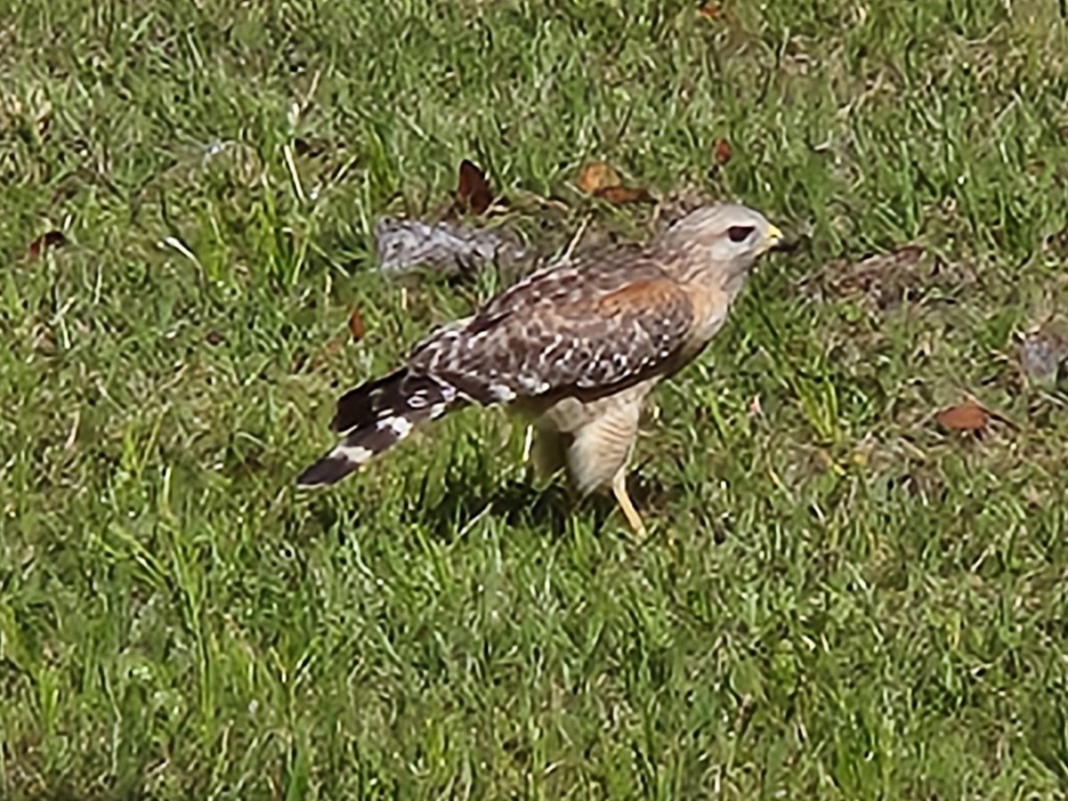 C Steven Tucker tweet media