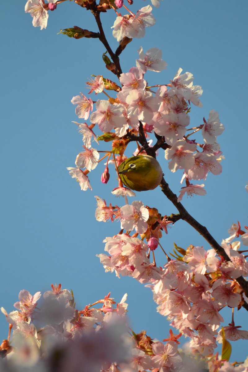blackswan_sebas's tweet photo. #富山県内
 #富山市
 #三菱ケミカル富山事業所

 #河津桜
 #メジロ

お団子みたいに まんまるw https://t.co/b8dyy6npto