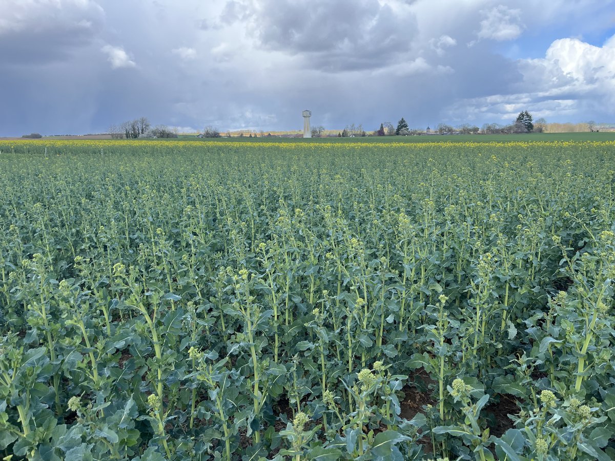 Clarisse_TI_NE's tweet photo. Passage entre 🌧️ et ☀️ pour capturer en photo les 1ères fleurs jaunes des #colzas made in #Lorraine 🫶
On peut voir des hétérogénéités entre les parcelles (stade E à F1) https://t.co/HjH1GrY4f6