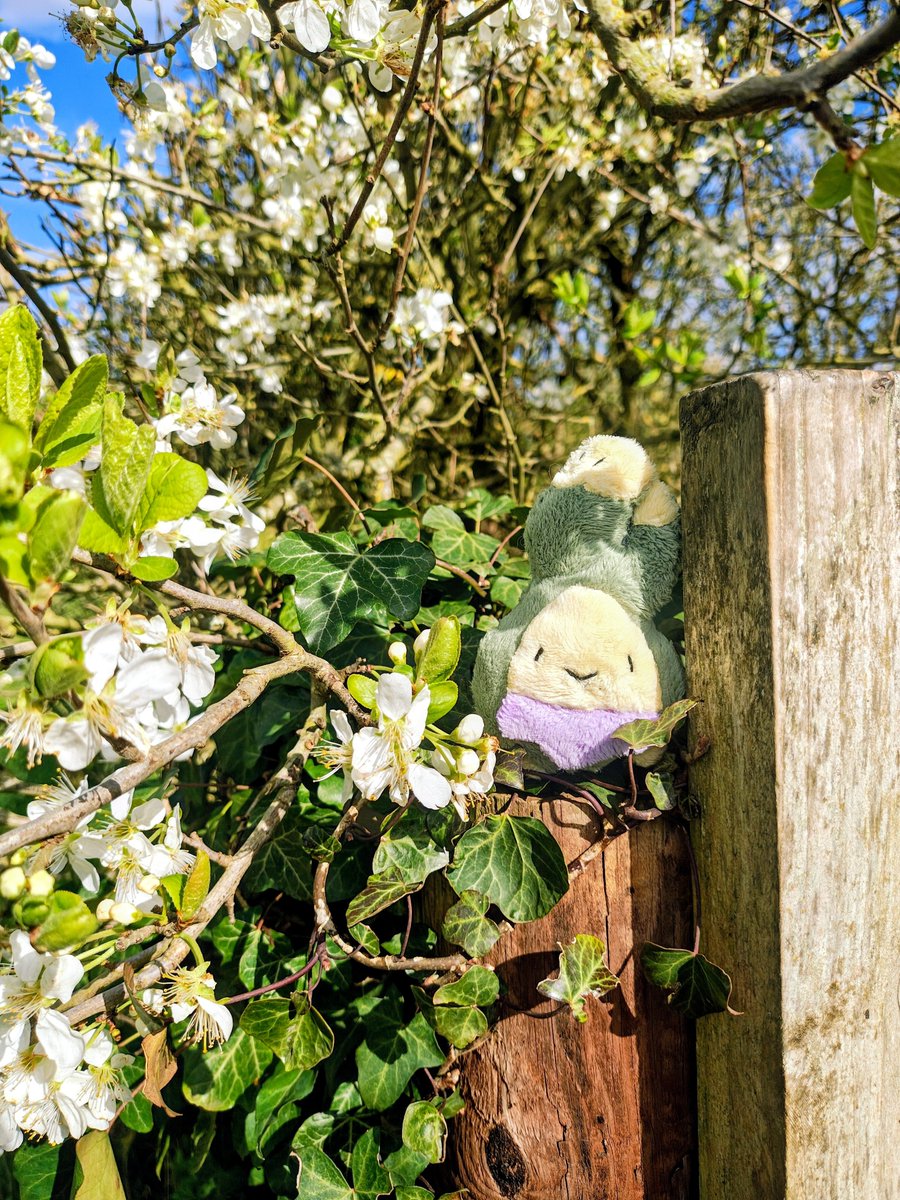 ʹ ˅ ˋ tweet media