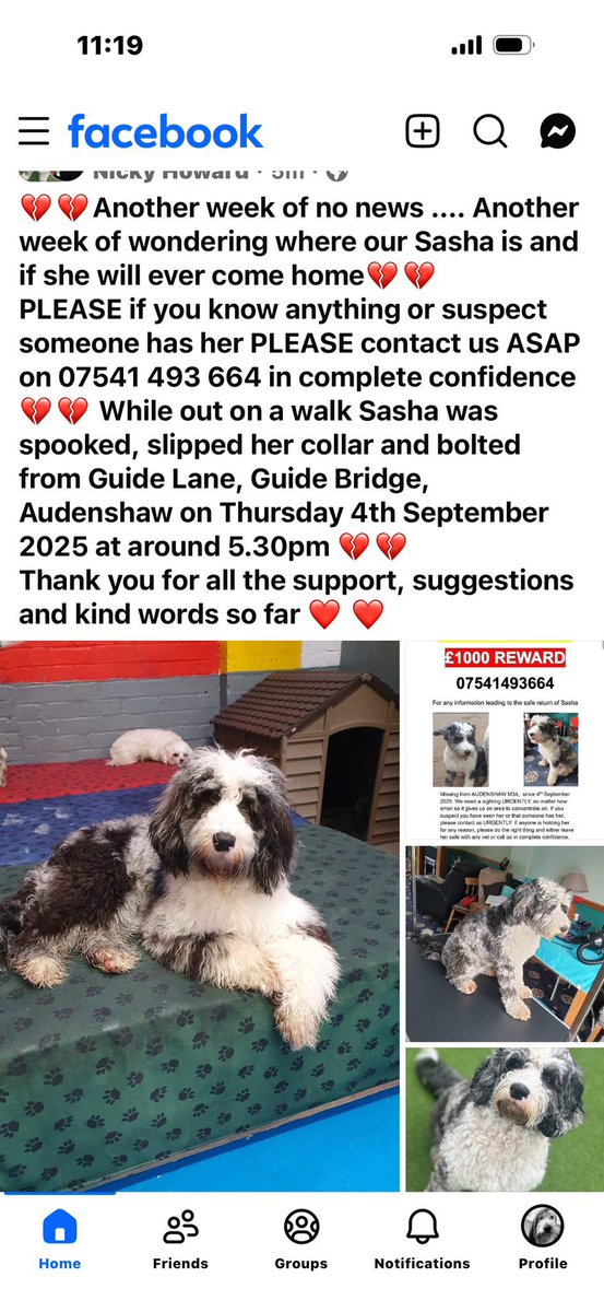 joannew0112's tweet image. @antonycotton  pls could you rt to all your followers 🙏 Sasha’s been missing for over 6 months now and not one single sighting, how can she just vanish 😔 missing #Audenshaw #manchester M34 since 4th Sept pls anyone with any info get in touch 🙏 #findsasha owners are heartbroken