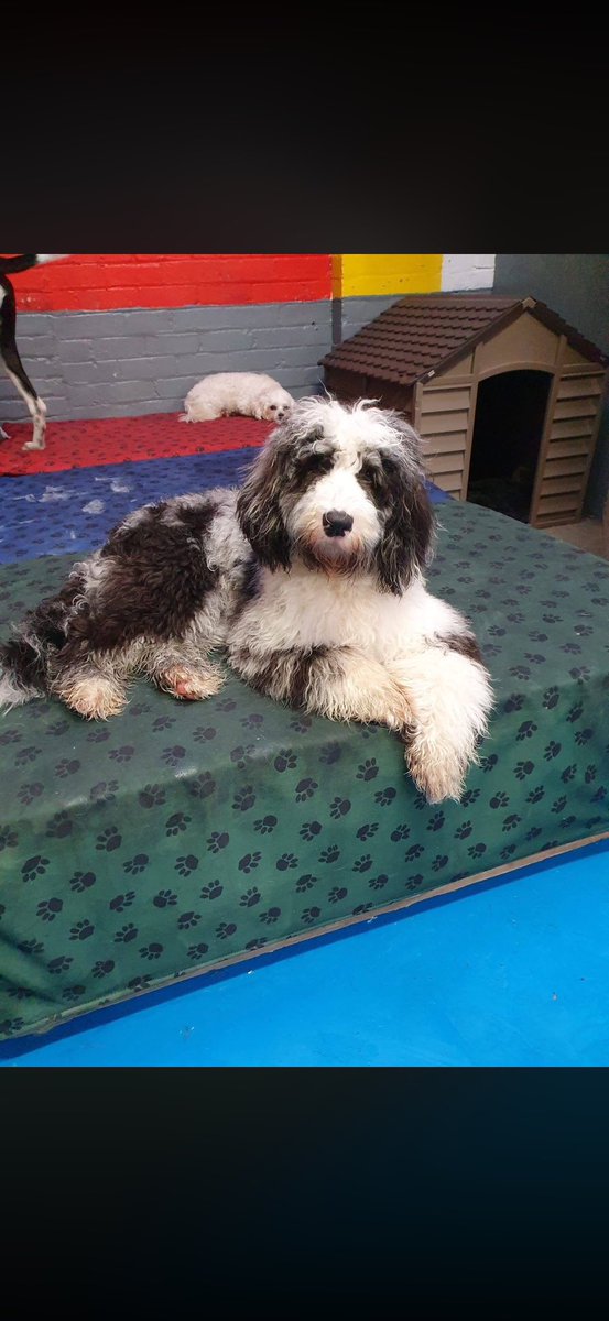 joannew0112's tweet image. @antonycotton  pls could you rt to all your followers 🙏 Sasha’s been missing for over 6 months now and not one single sighting, how can she just vanish 😔 missing #Audenshaw #manchester M34 since 4th Sept pls anyone with any info get in touch 🙏 #findsasha owners are heartbroken