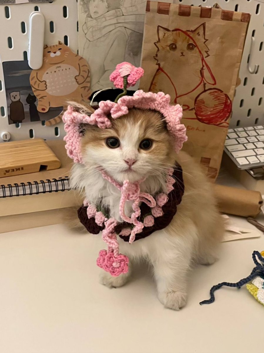 سُوهارُو tweet media