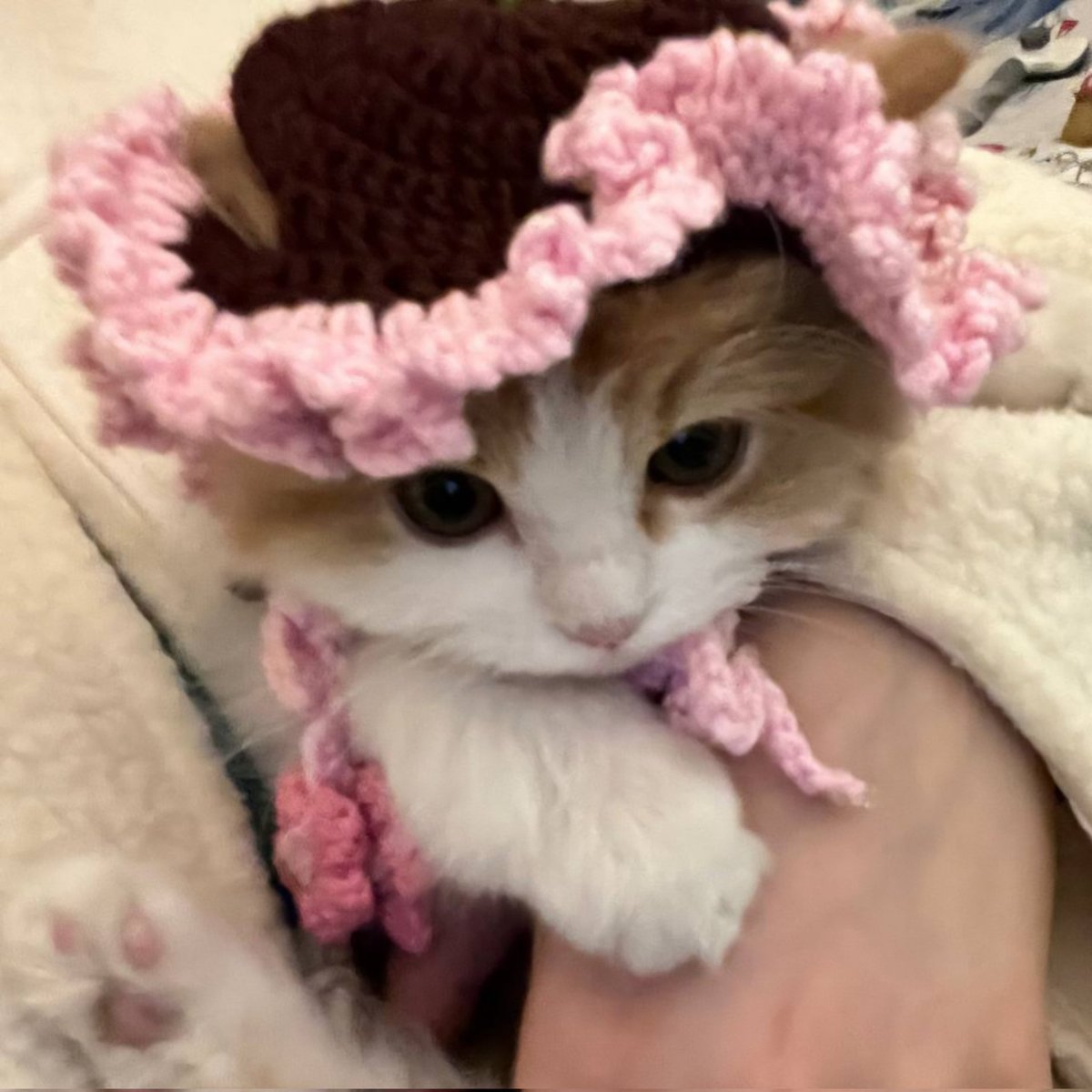 سُوهارُو tweet media