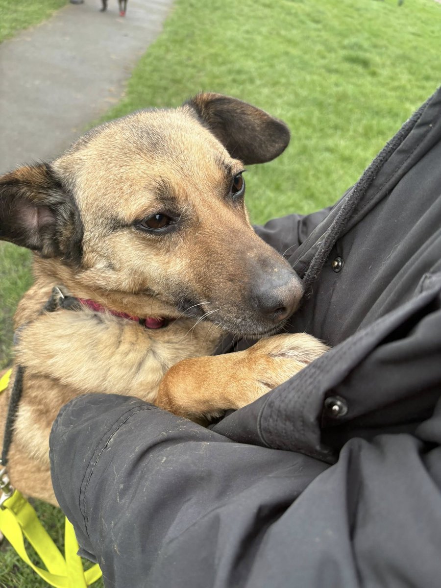 Rescue dogs for rehoming tweet media