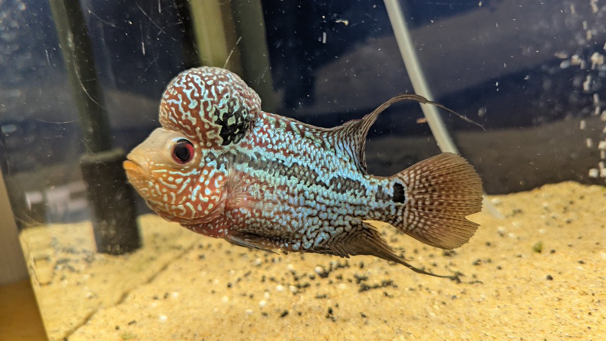 デカくなったような気がする