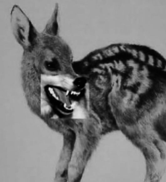 saša / occtis protector tweet media