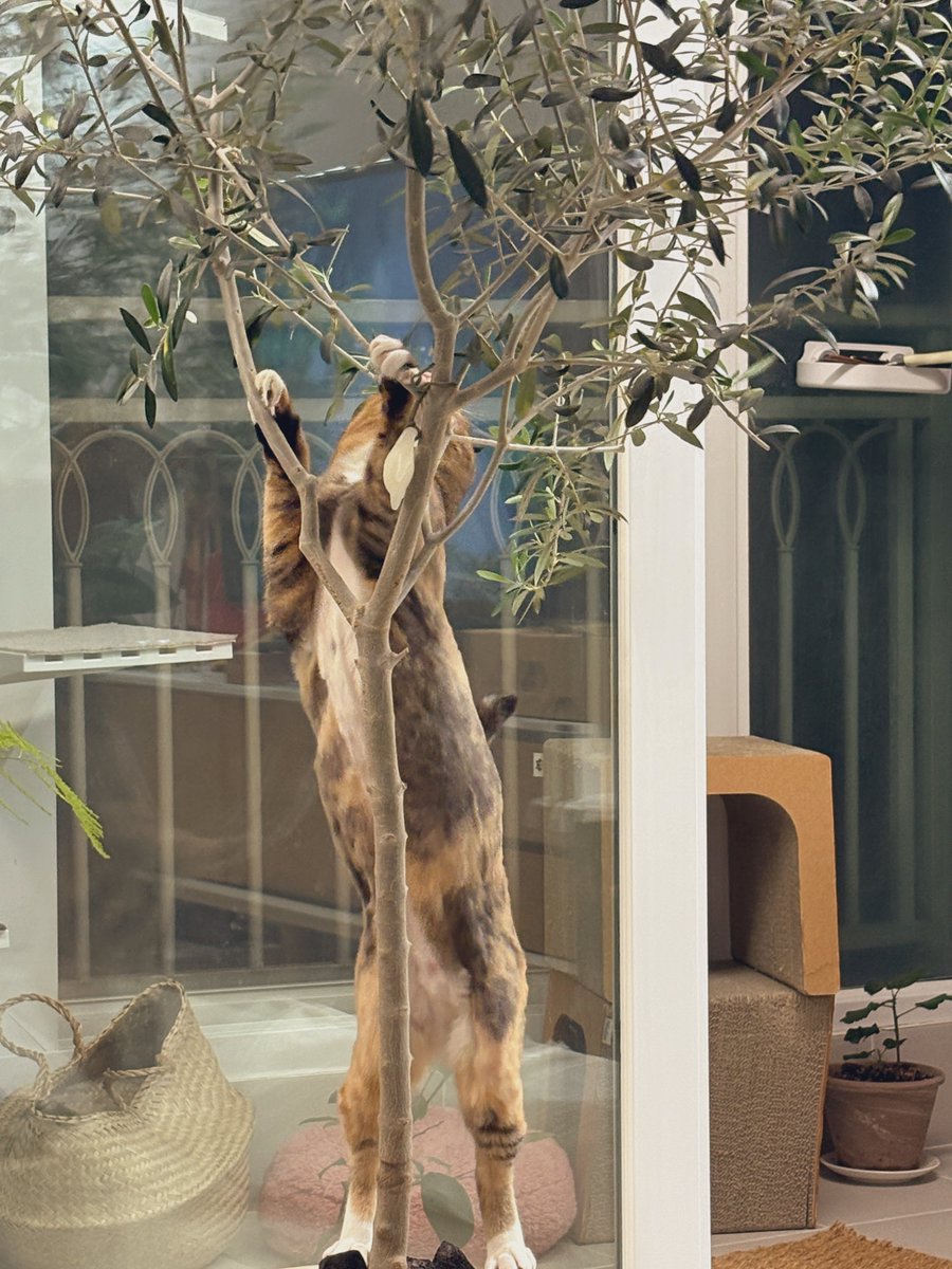 애옹이또는치즈(세일은 메인트윗) tweet media