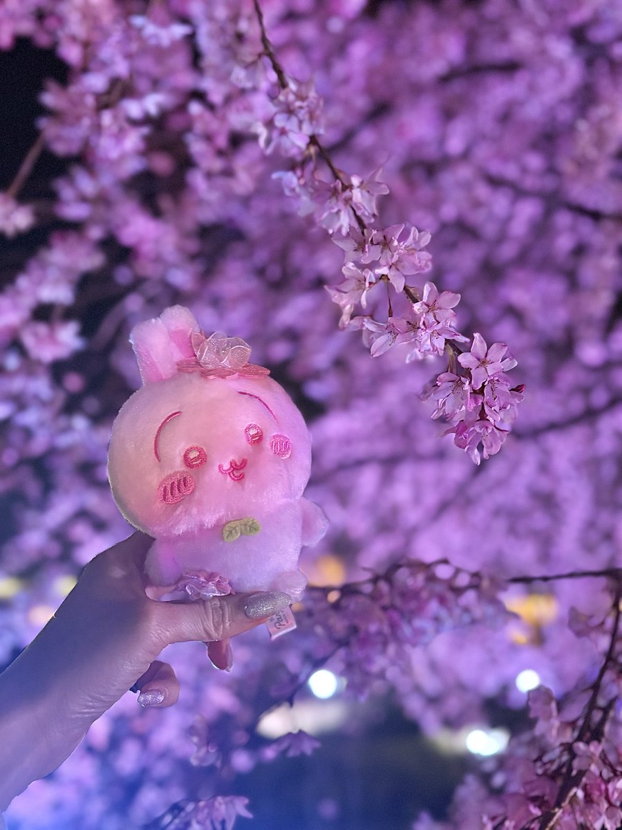 うさお🐰 tweet media