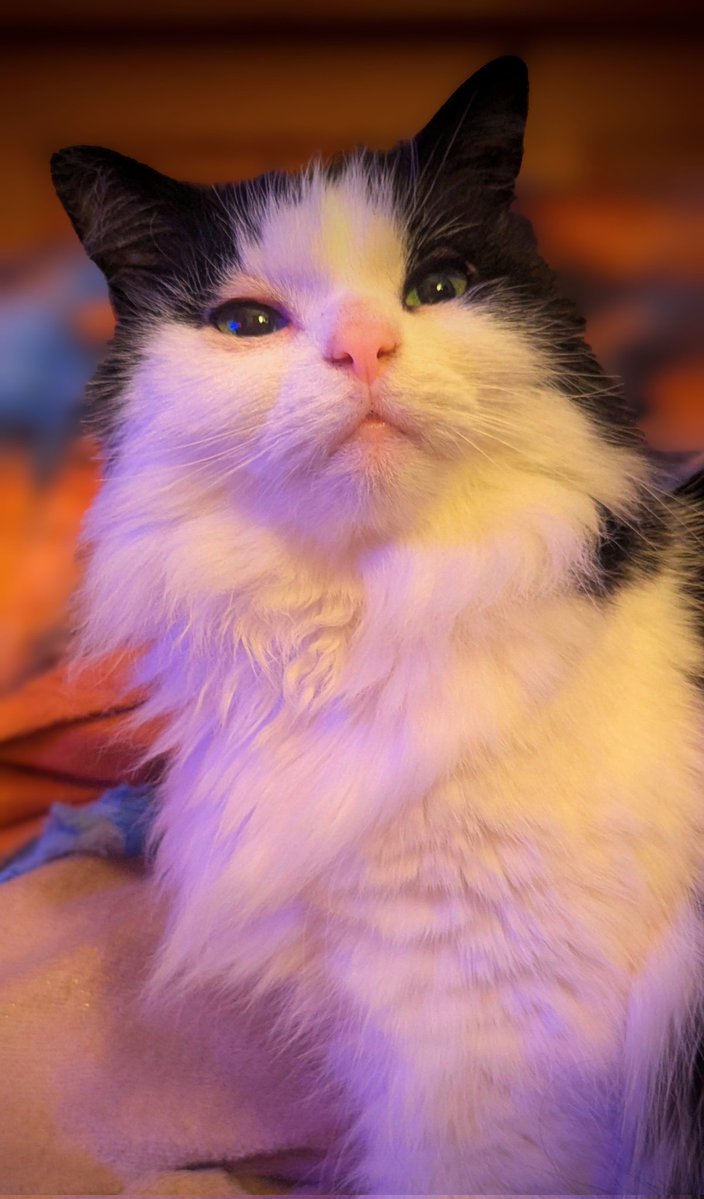 SusanCalman's tweet image. Susan's #CatOfTheDay is Jess.

Thank you @mars_stu for sharing this pic!