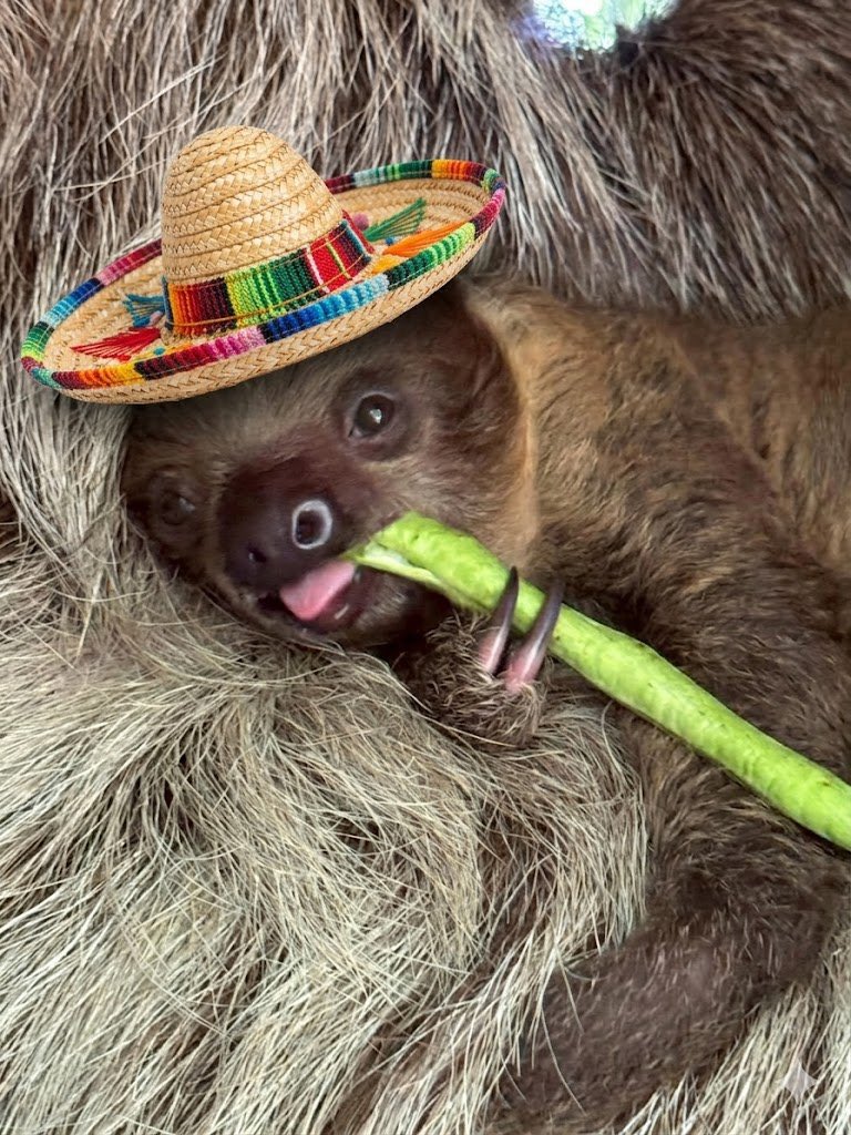 Thecorn33 🐶🛹🕶️ ( Kori Koded ) tweet media