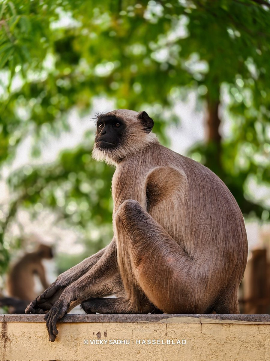 Vic_Sadhu's tweet photo. Wildlife in the city 🐒
Shot on : #oppofindx9pro 
#wildlife #photography #hasselblad #oppofindx9ultra https://t.co/xqHlAY4oWR