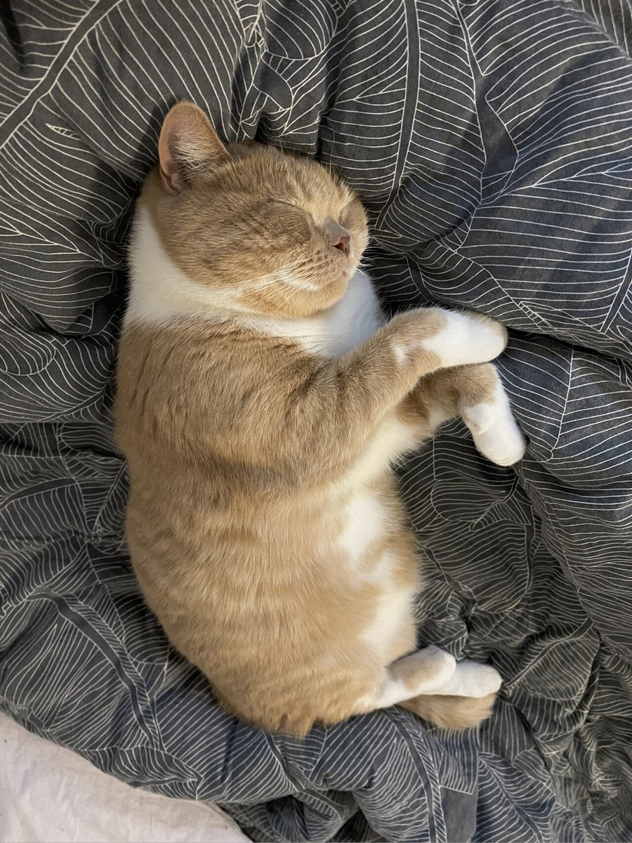 sastabajaar tweet media