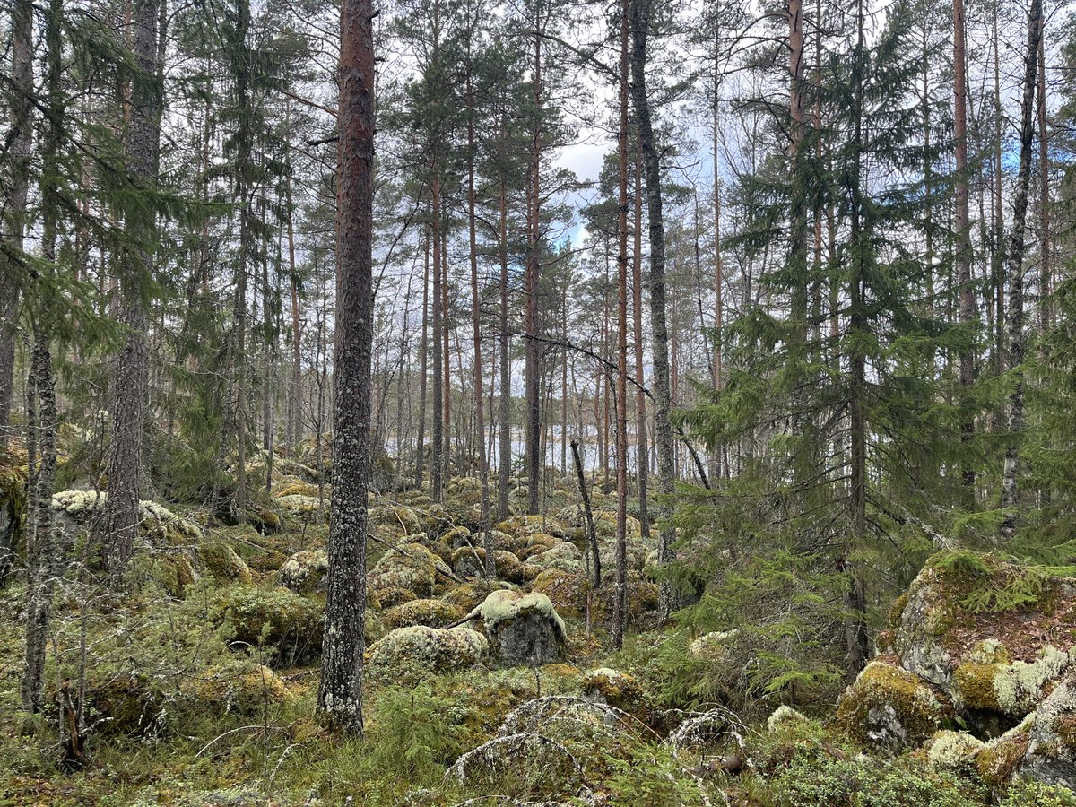 Matti Liimatainen tweet media