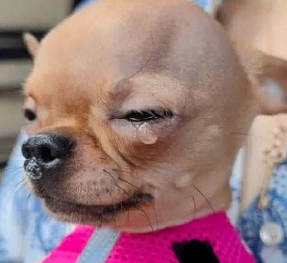 Alex... 🦋🎶 tweet media