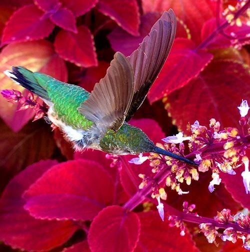 Calhoun Co. Journal tweet media