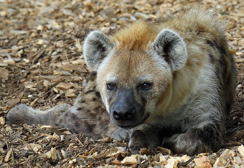 HourlyYeen tweet media