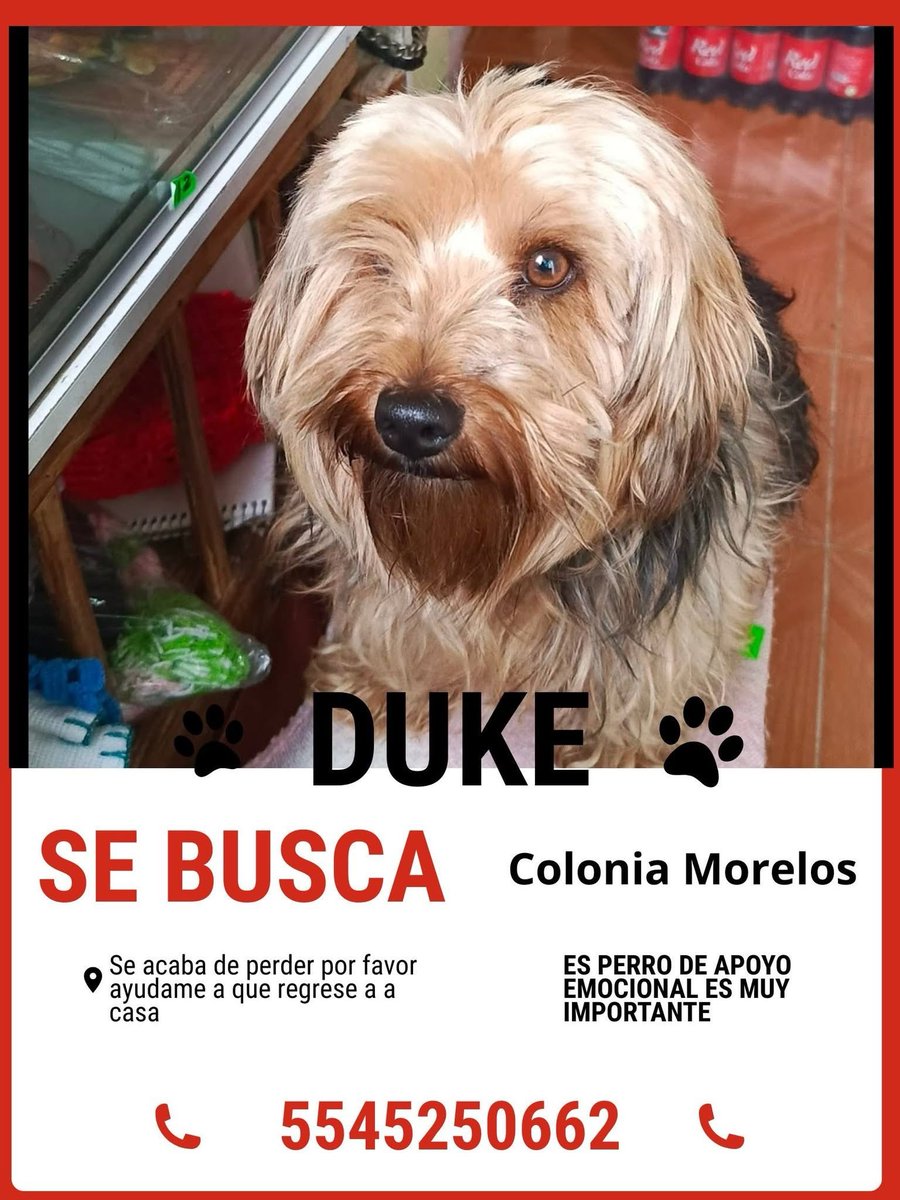 Isabel Junco tweet media