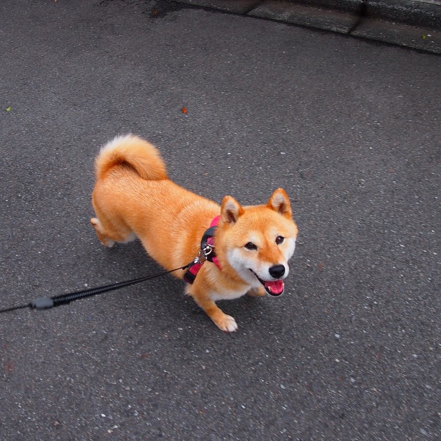 Shiba Every Hour tweet media