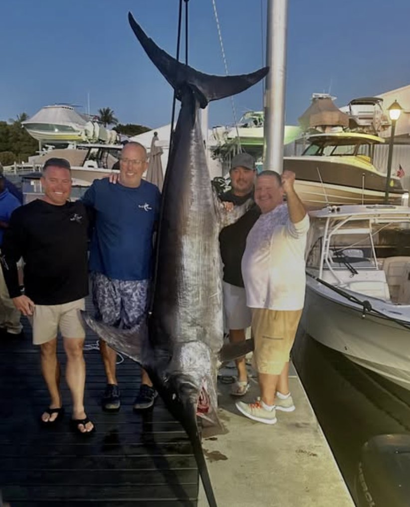 Billfish Report tweet media