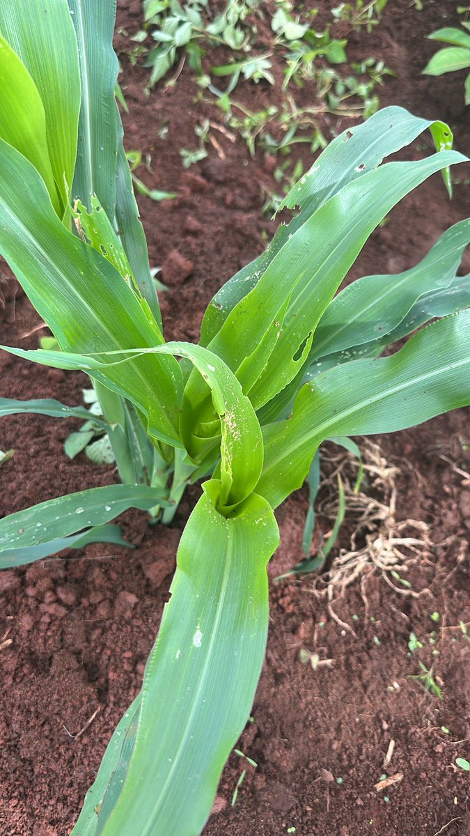 Dr Kalema George (MBChB) tweet media