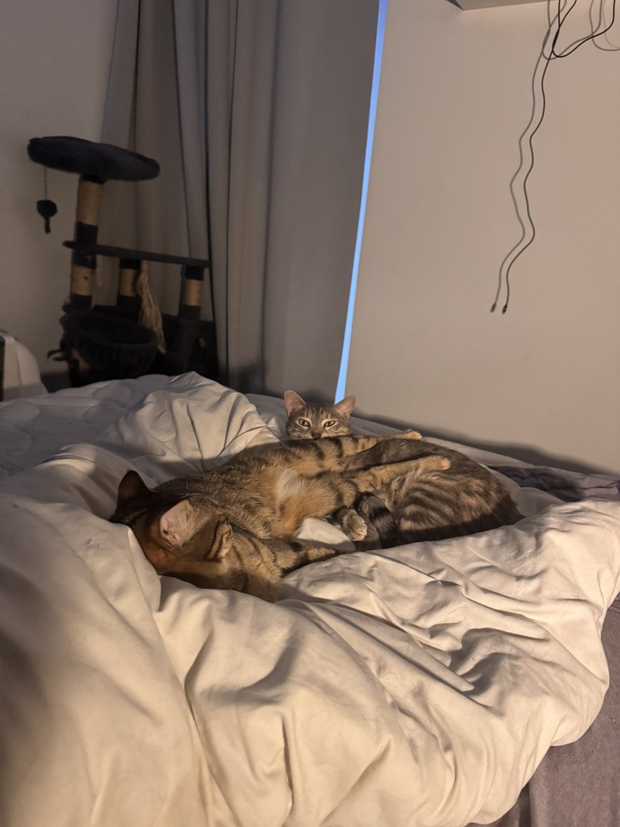 תמרסו💜💅🏽 tweet media