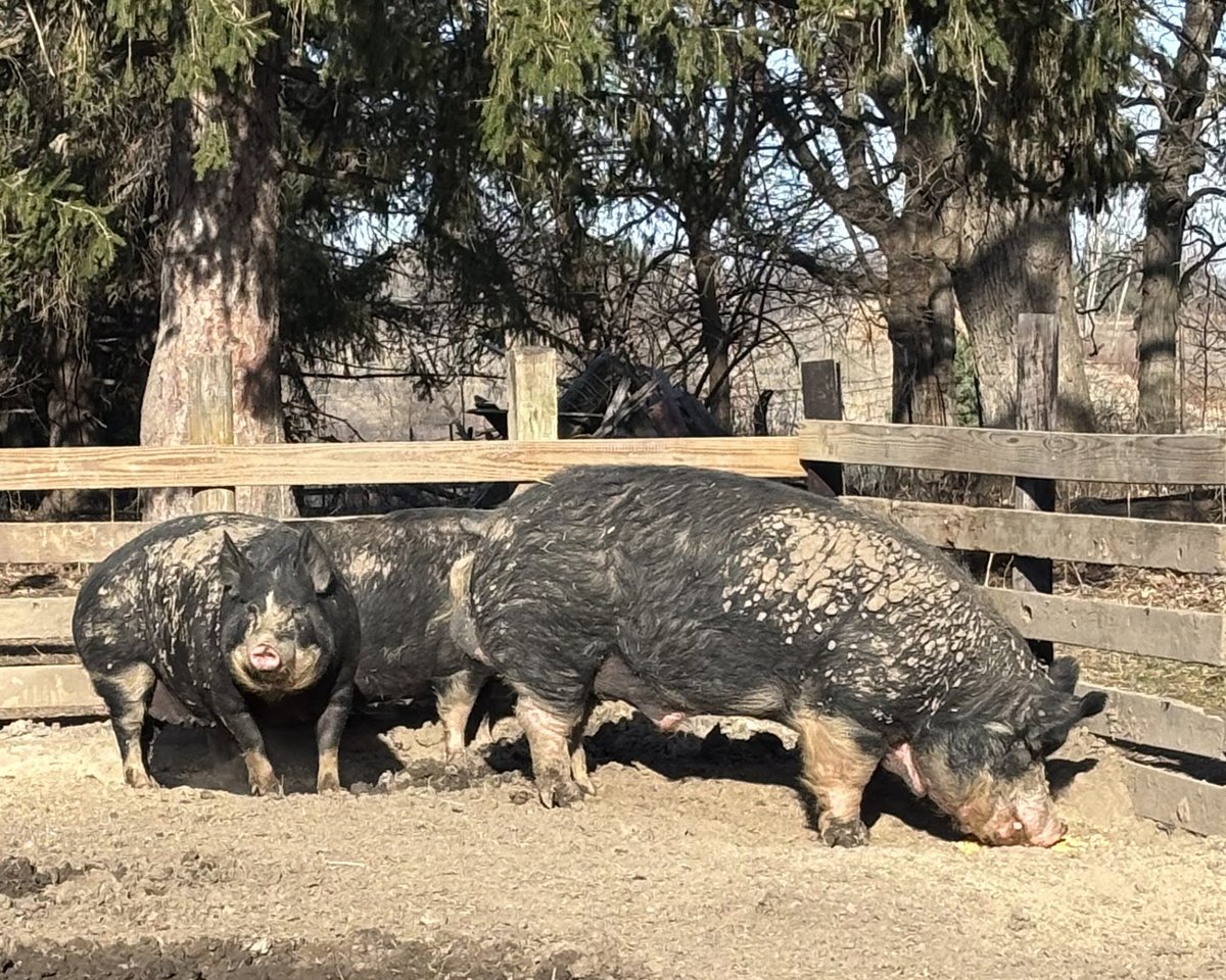 Living History Farms tweet media