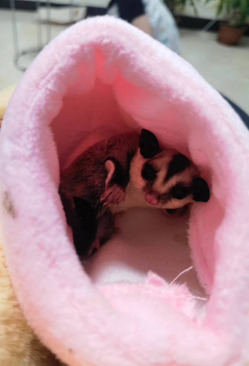 SothinkFreeware tweet media