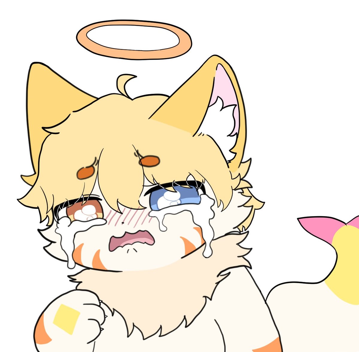 R_CAT | 도냥 | tweet media