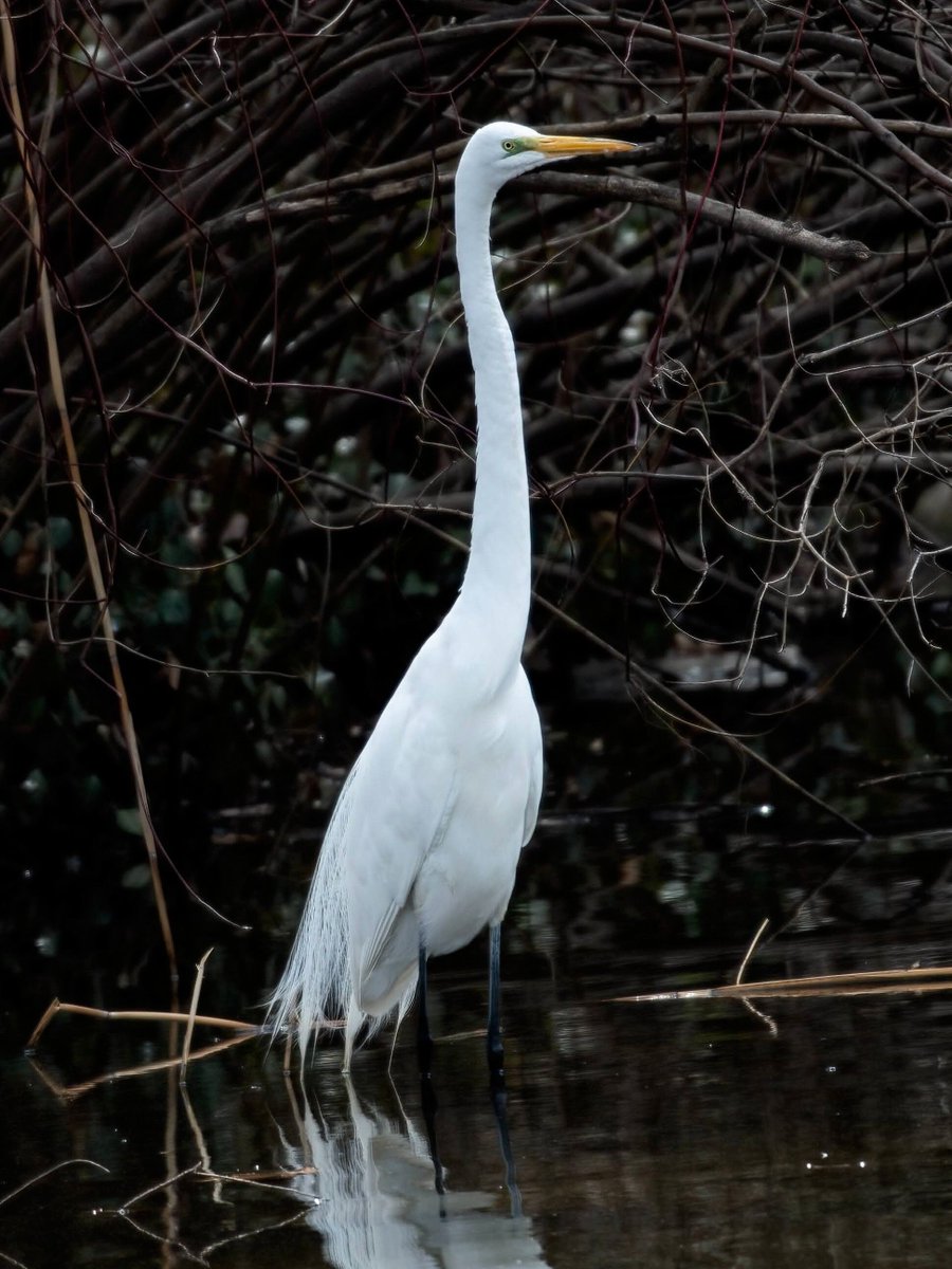 Manhattan Bird Alert tweet media