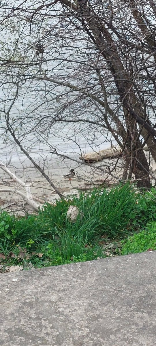 Ravničarka tweet media