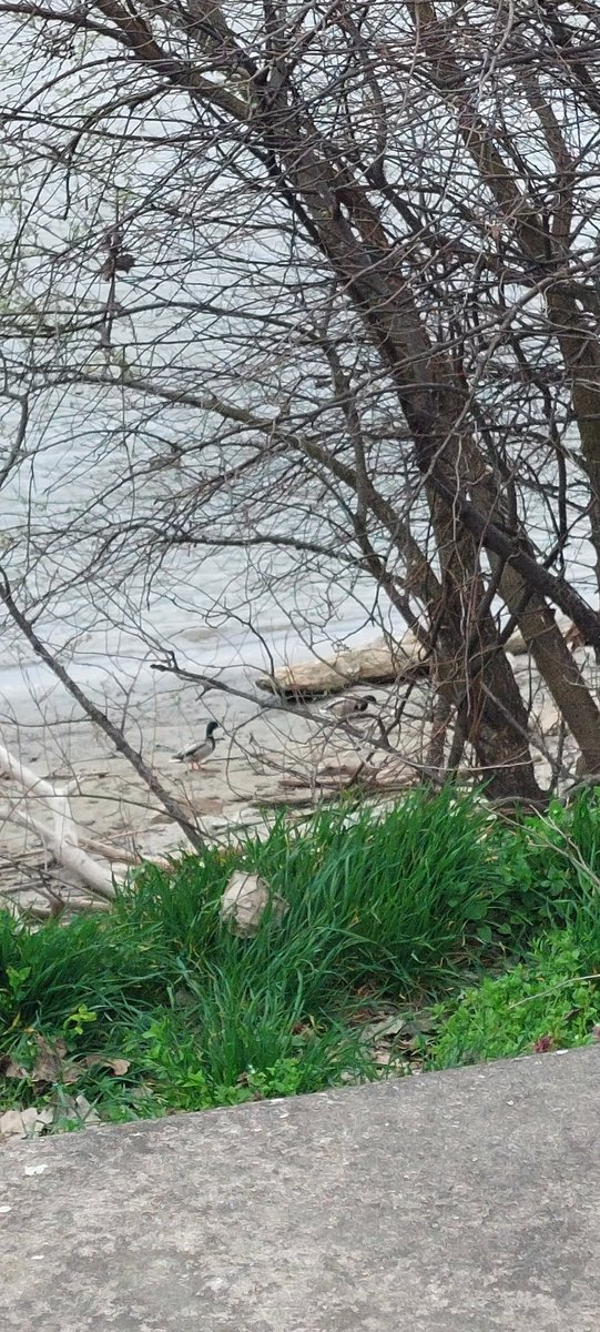 Ravničarka tweet media